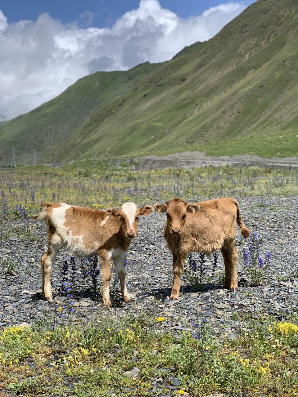 Jinvali , Ananuri , Gudauri , Kazbegi  (everyday tour)